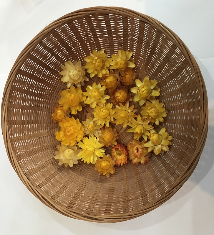 A pack of Yellow Strawflowers (dried) ready for use crafting